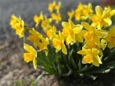 水仙 意味|【水仙の花言葉】色や種類別に怖い意味もある？花の。